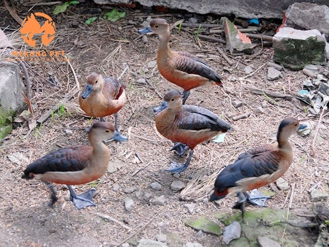 Mua bán chim le le giống giá rẻ tại Tphcm